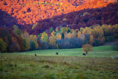 BIESZCZADY-14
